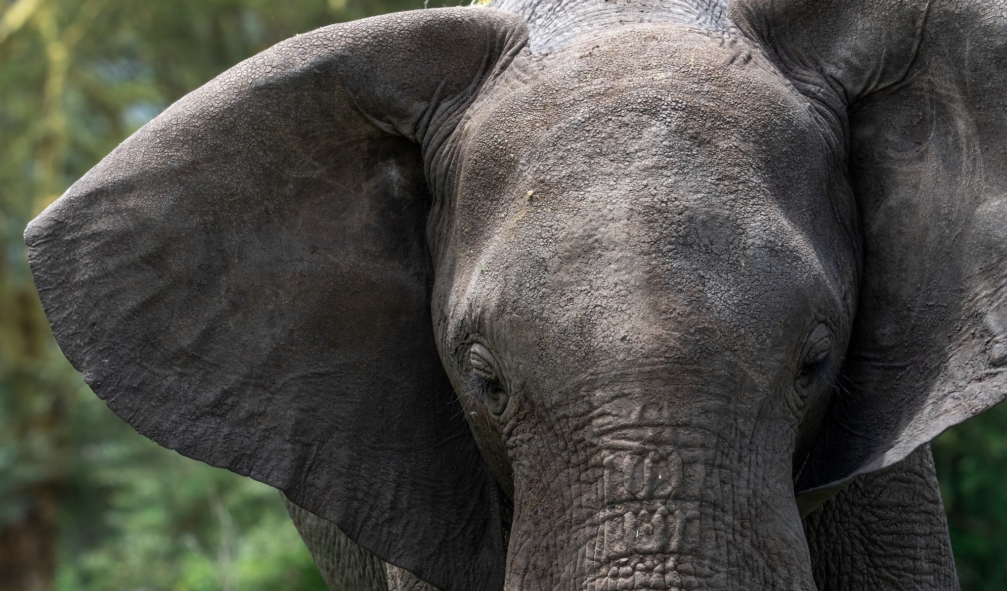 African bush Elephant